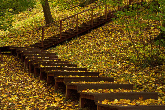 A wooden staircase leading up a slope covered with autumn yellow leaves.