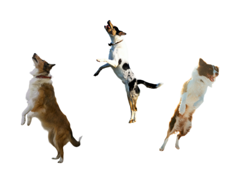 Three playful dogs leaping in the air, joyfully catching a ball, embodying the spirit of fun and agility, perfect for pet-related campaigns and vibrant ads