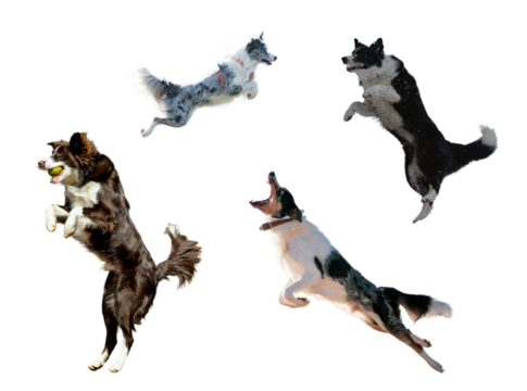 Energetic dogs leaping and playing with joy, capturing the essence of canine agility and happiness that pet lovers will adore in this fun and playful scene