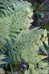 green fern leaf