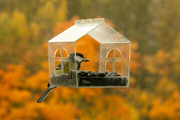 titmouse sits in bird feeder. blue tit feeder made of transparent plastic looks like small house. bird eats seeds and food. caring for wild animals in winter. tits fly in and eat the seeds. © MyJuly