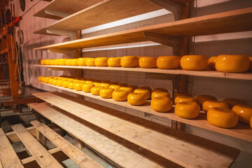 Wooden shelves with hard matured cheese from cow's milk at cheese factory in Holland