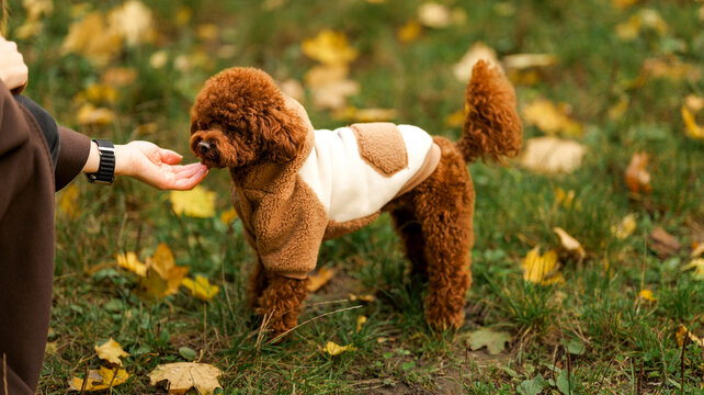 Adorable brown poodle dog in a cozy outfit being offered a treat outdoors