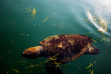 Kefalonia - Greece - August 15, 2025: Argostoli harbor,, Kefalonia,  Greece.