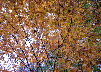 new river gorge bridge national park in peak fall, West Virginia