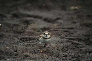 Semipalmated plover standing on wet sand at a mangrove shore, northeast Brazil