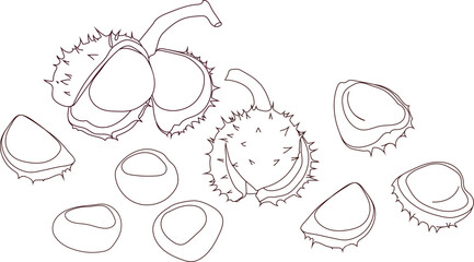 Sketch with  conkers and horse chestnut peels
