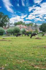Cows grazing in an old farmyard in a Dutch village.