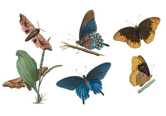 Collection of moths and butterflies isolated on white, lithograph style