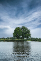 Typical landscape on a river in Holland with a huge tree in the background.