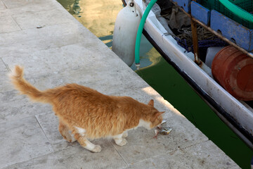 Kefalonia - Greece - August 15, 2025: Argostoli harbor,, Kefalonia,  Greece.
