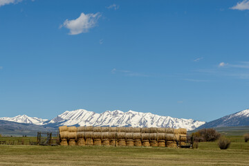 Colorado Mountain Hay