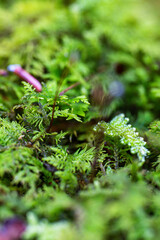 new river gorge bridge national park in peak fall, West Virginia