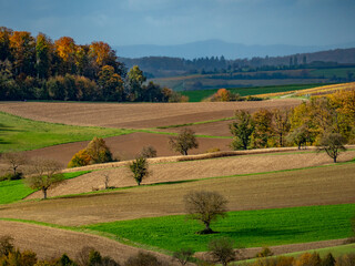 Fototapeta premium Bäume im Herbst
