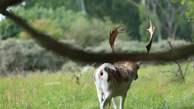 A male deer walking and pooping in the scrub in Groot Sprenkelveld, Netherlands