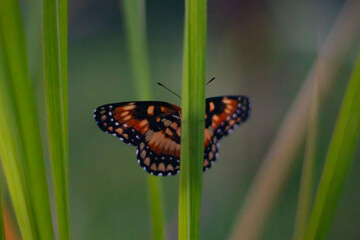 Uma borboleta laranja e preta se esconde entre hastes verdes, com fundo desfocado e atmosfera suave, transmitindo a sensação de calma e harmonia com a natureza.