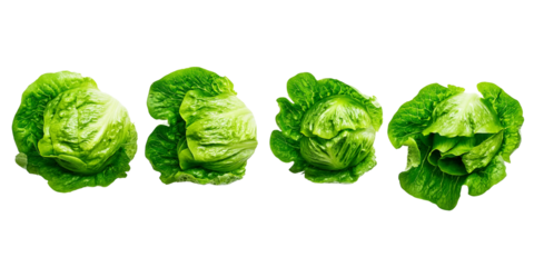 Different stages of fresh romaine lettuce growth arranged on a plain background for visual comparison