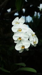 The Queen of Orchids in all her splendor