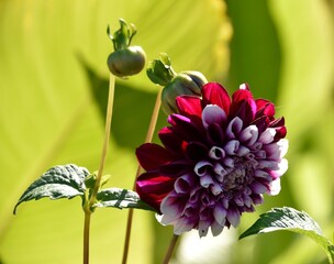 Dahlias