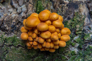 Cluster of small orange mushrooms on a mossy tree stump.