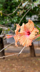 Vertical close-up of a very pale peach/salmon hibiscus with a long stamen and dark red center. The bokeh background is composed of a dense layer of brown and beige dried leaves and foliage.