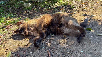 Fototapeta premium Overhead view of a brown and golden-furred cat lying on its side on the dirt and sand ground. The animal rests in strong sunlight, belly up. Small leaves and grass complement the scene.
