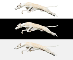 Three stunning Whippet dogs leaping with grace and speed, showcasing athleticism, perfect for active lifestyle and pet product advertising campaigns