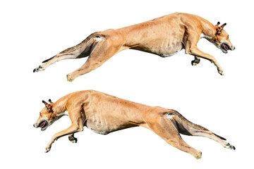 Two athletic greyhounds leaping powerfully, showcasing speed and agility in a dynamic display of canine energy and grace, ideal for sports or veterinary themes