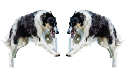 Dynamic dual Borzoi dogs poised mid-air, showcasing power and elegance, ideal for sports, pet ads, or agility concepts, a testament to canine grace