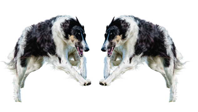 Dynamic dual Borzoi dogs poised mid-air, showcasing power and elegance, ideal for sports, pet ads, or agility concepts, a testament to canine grace
