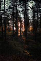 Fototapeta premium amanecer bosque