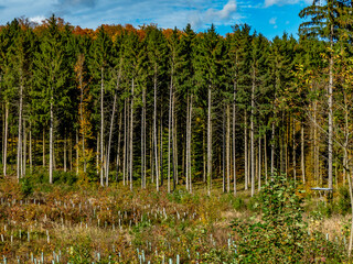 Fototapeta premium Wiederaufforstung im herbstlichen Mischwald