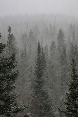 Snow Squall and Evergreen Trees