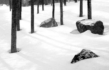Trees, Snow, Rocks, Lines