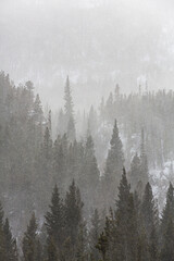 Snow Squall and Evergreen Trees