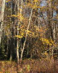 A peaceful autumn forest scene featuring tall trees with bare branches and scattered yellow leaves, surrounded by dry grass and undergrowth under bright sunlight.