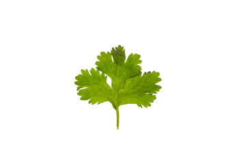 Coriander Leaf isolated on Transparent Background , PNG.
