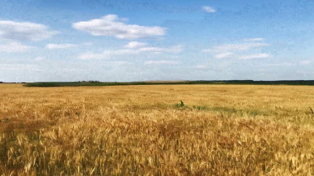 farm wheat field in sunny day
