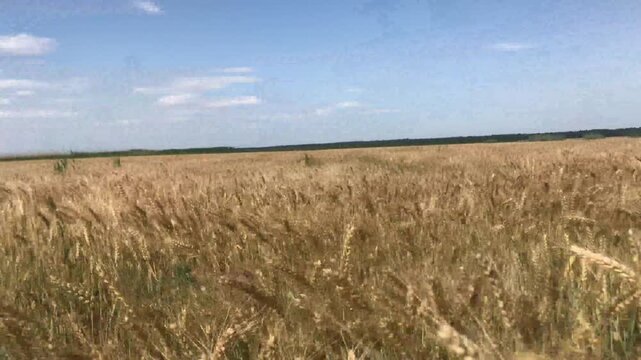 farm wheat field in sunny day
