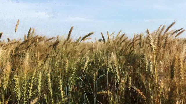 farm wheat field in sunny day