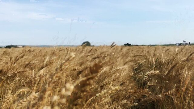 farm wheat field in sunny day