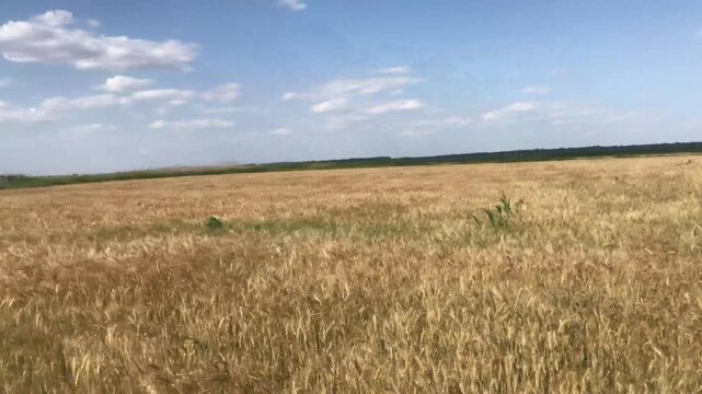 farm wheat field in sunny day