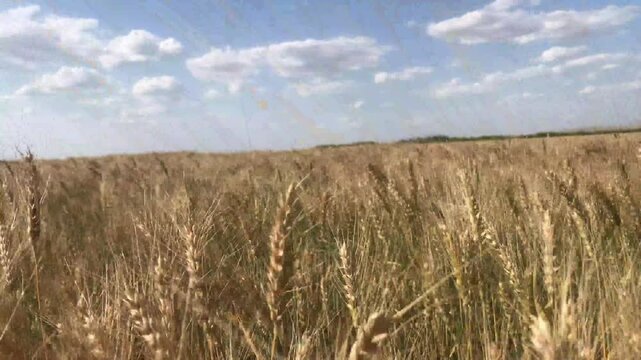 farm wheat field in sunny day