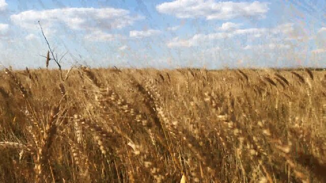 farm wheat field in sunny day