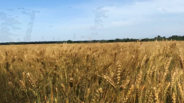 farm wheat field in sunny day