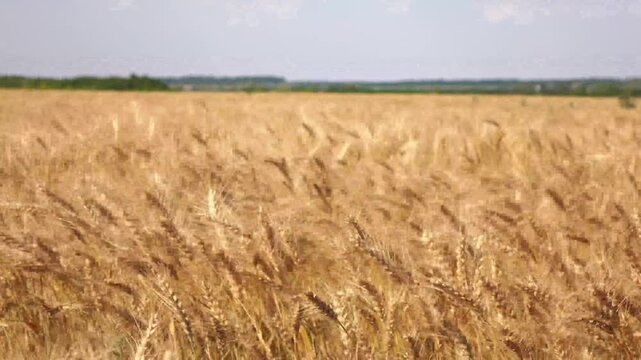 farm wheat field in sunny day