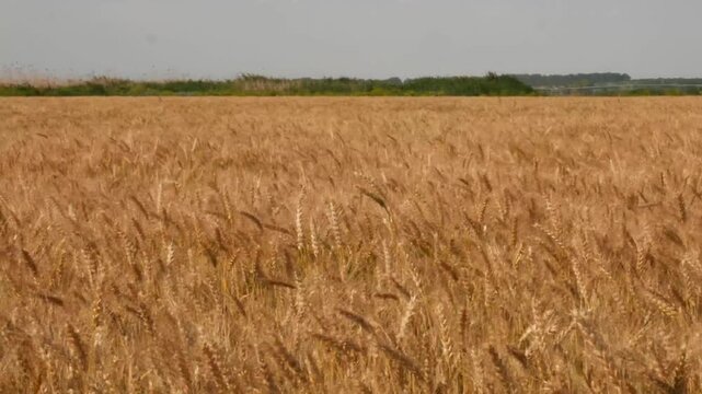farm wheat field in sunny day