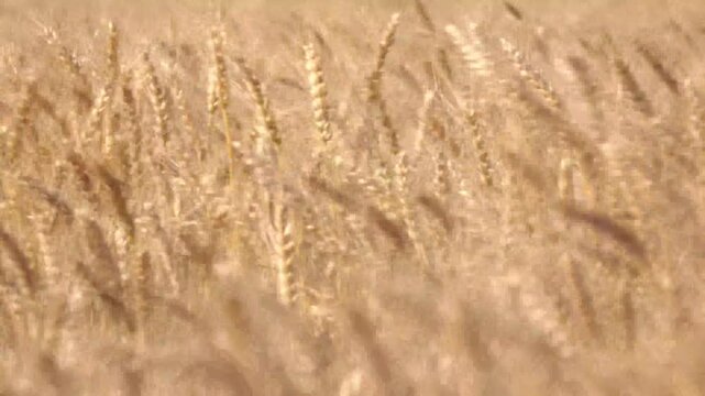 farm wheat field in sunny day