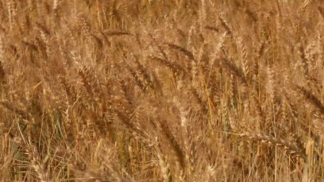 farm wheat field in sunny day