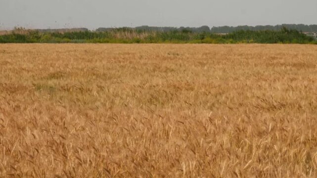 farm wheat field in sunny day